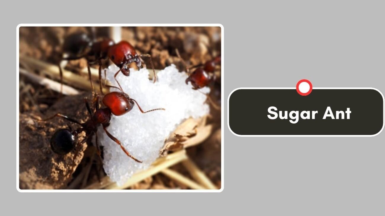 Sugar Ant