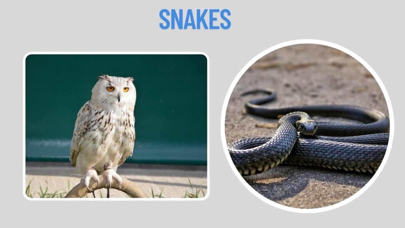 Snakes