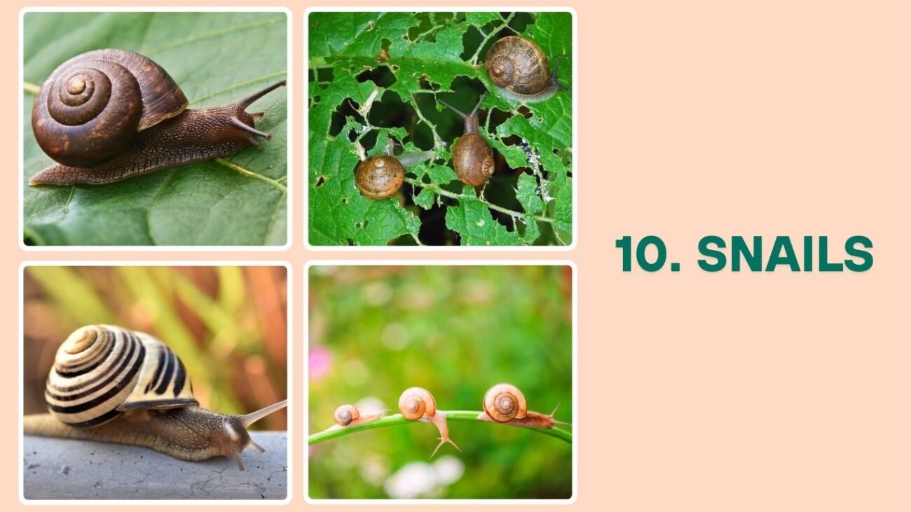 Snails