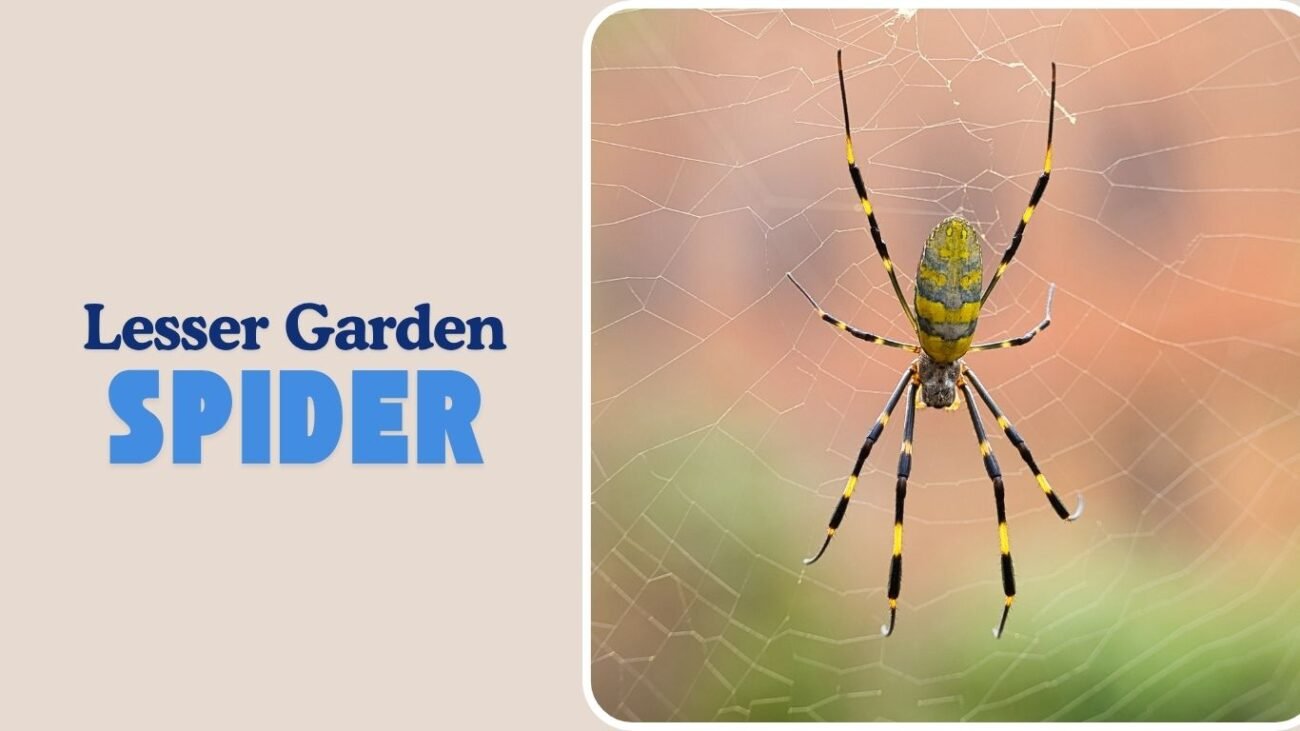 Lesser Garden Spider