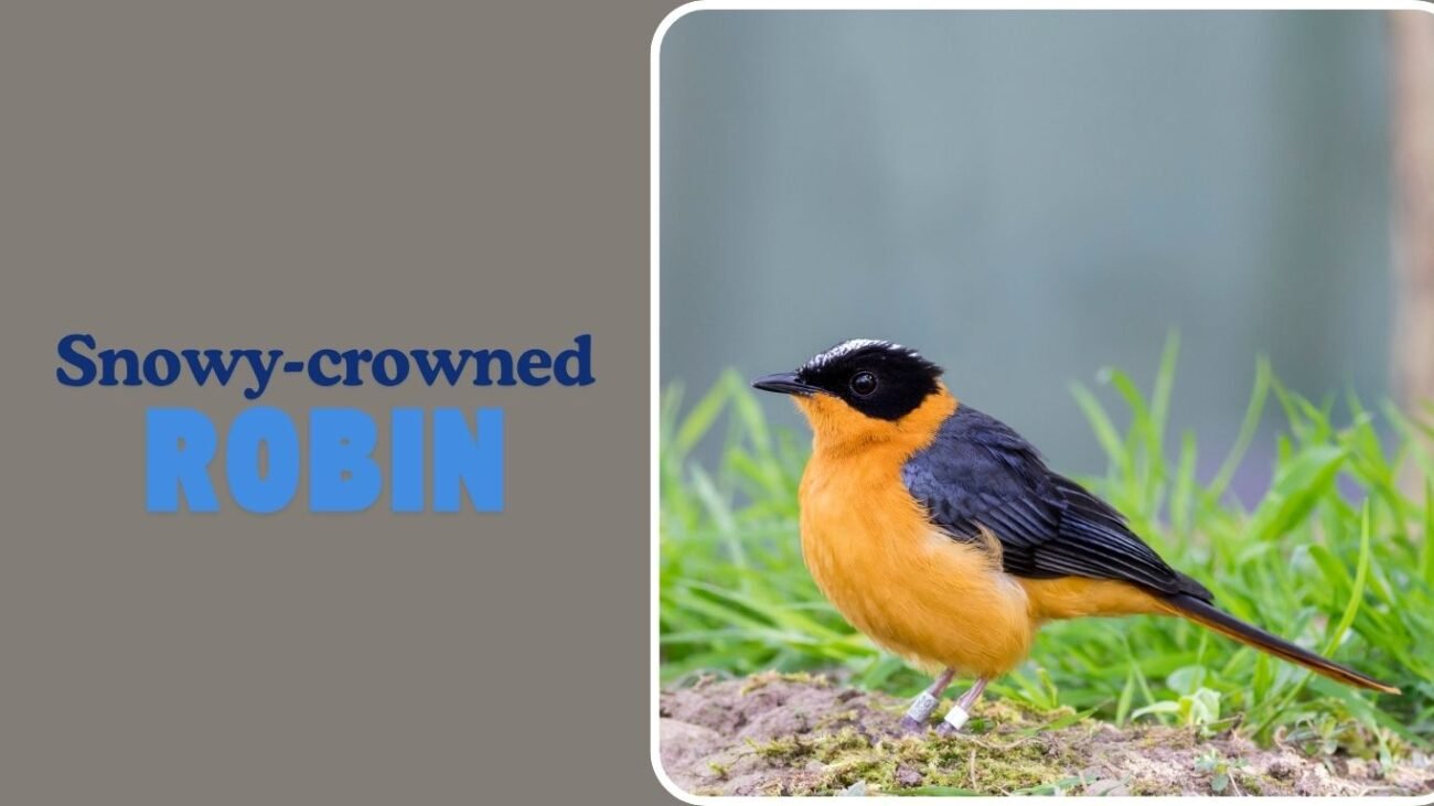 Snowy-crowned Robin-Chat