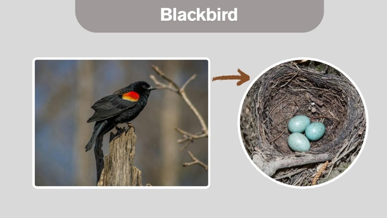 Blackbird