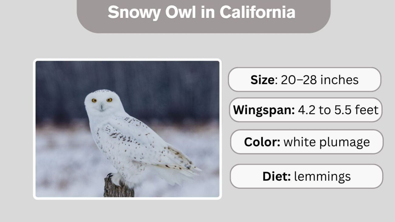Snowy Owl in California
