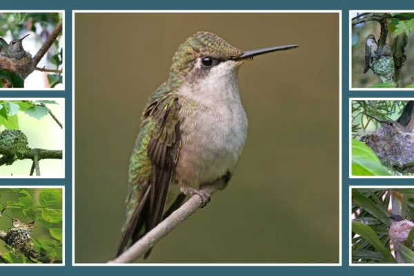 10 Types of Hummingbird Nests Location, Nesting Process & Materials 