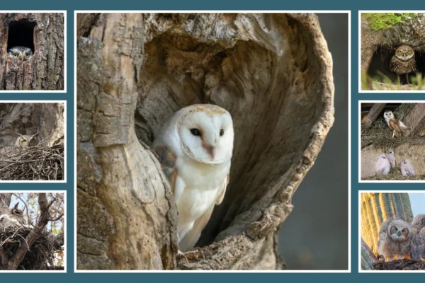 10 Types of Owl Nests Location, Nesting Process & Materials 