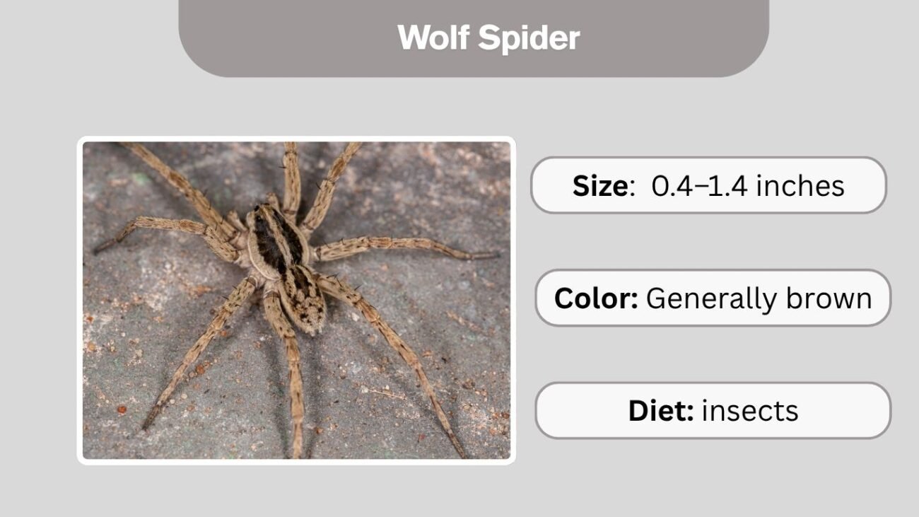 Wolf Spider