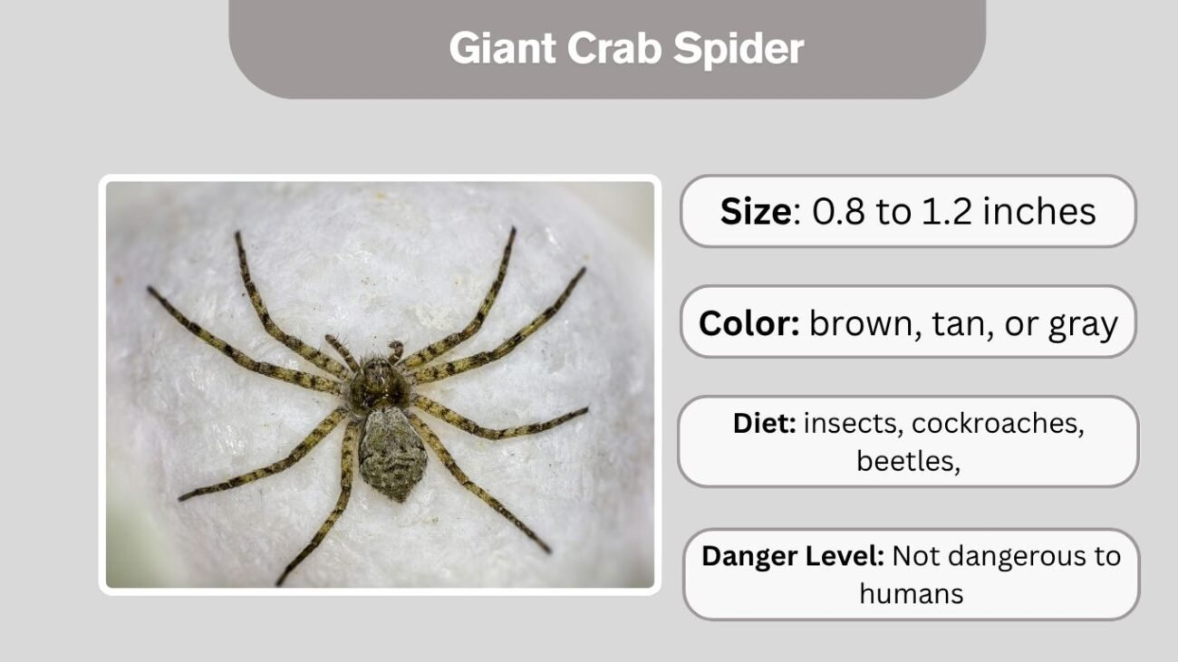 Giant Crab Spider