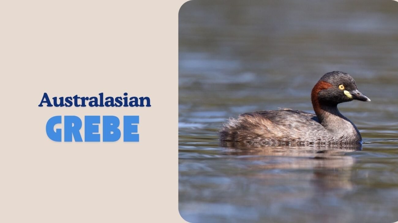 Australasian Grebe