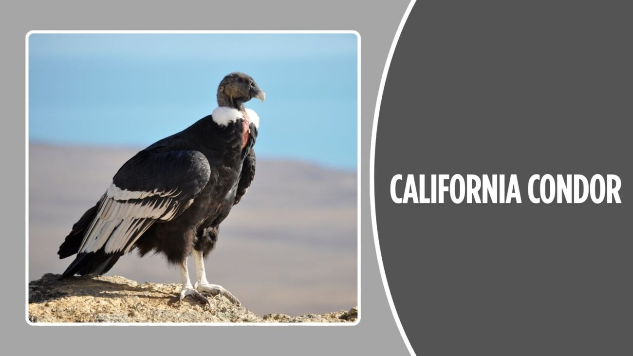 California Condor