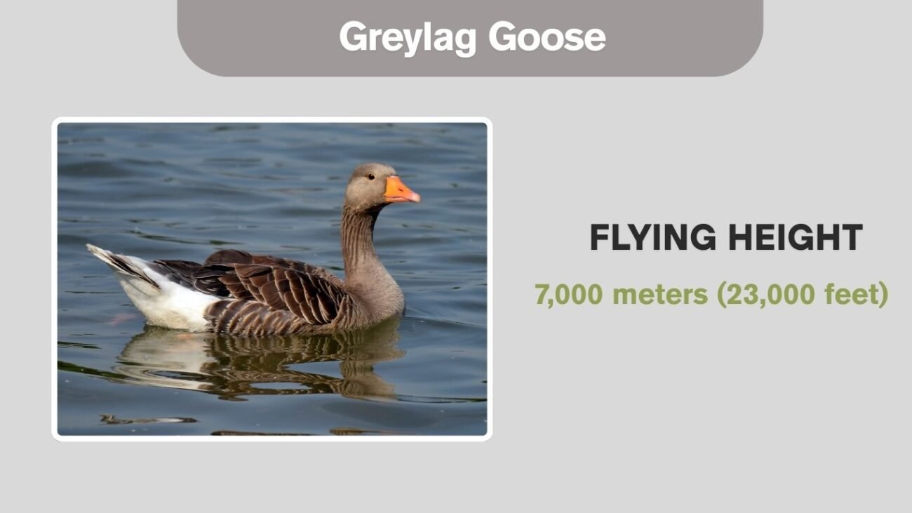 Greylag Goose