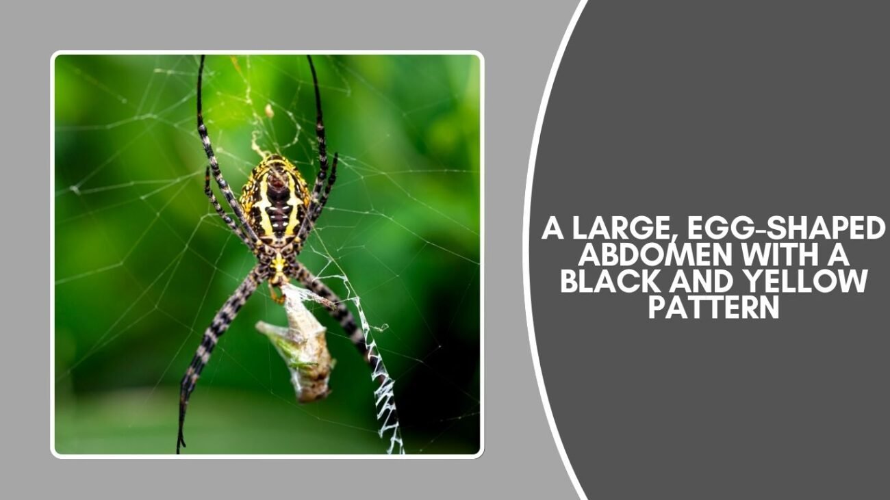 What does a Black and Yellow Garden Spider look like?