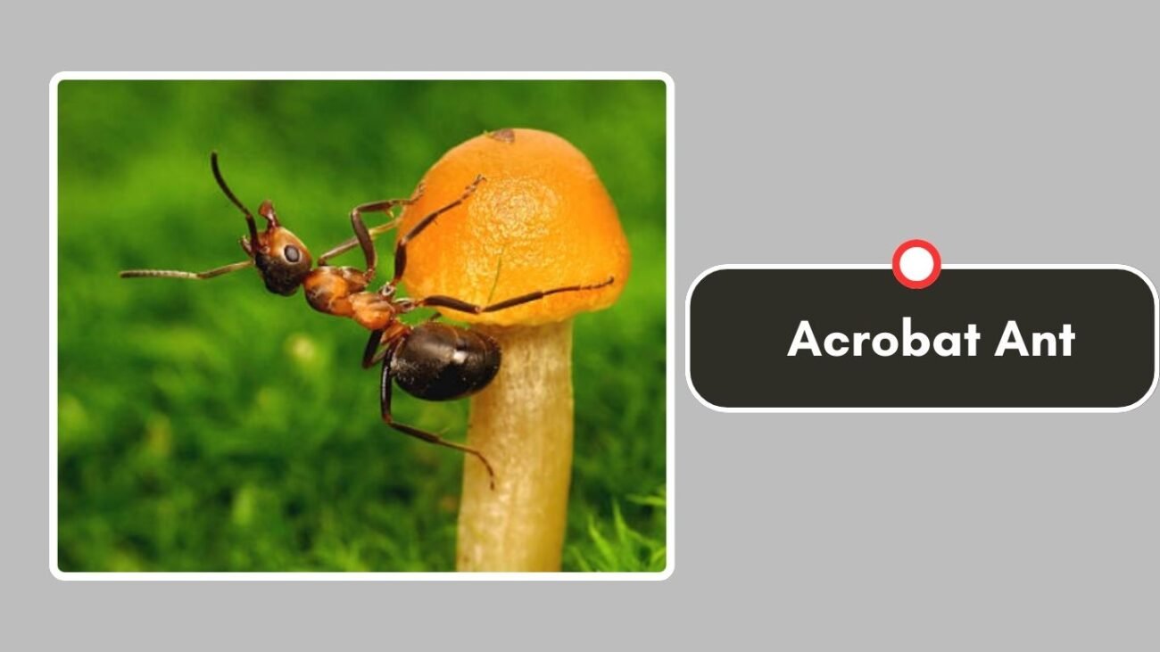 Acrobat Ant
