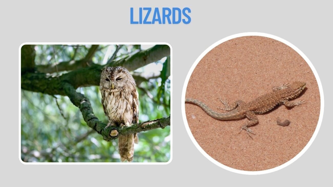 Lizards