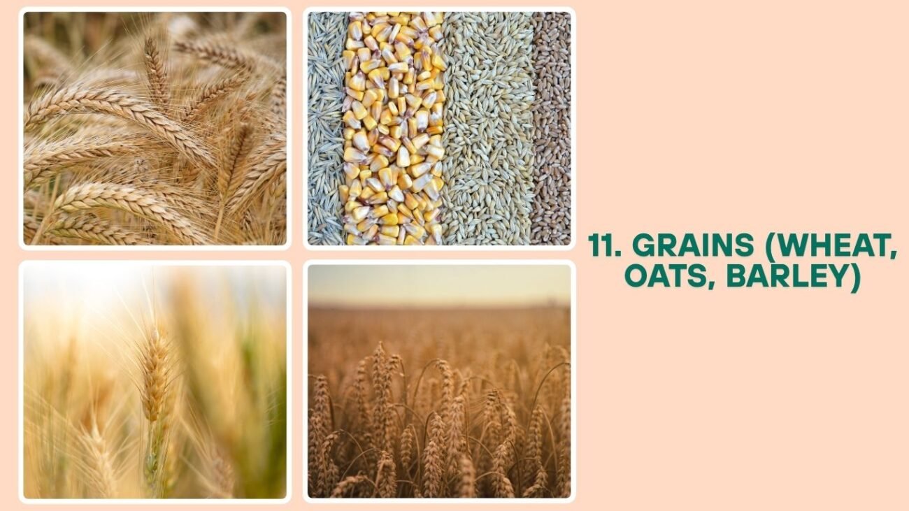 Grains