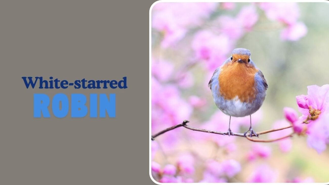 White-starred Robin
