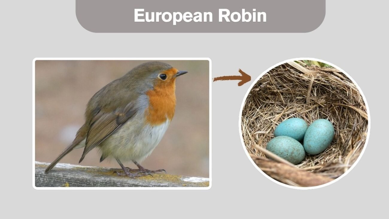 European Robin