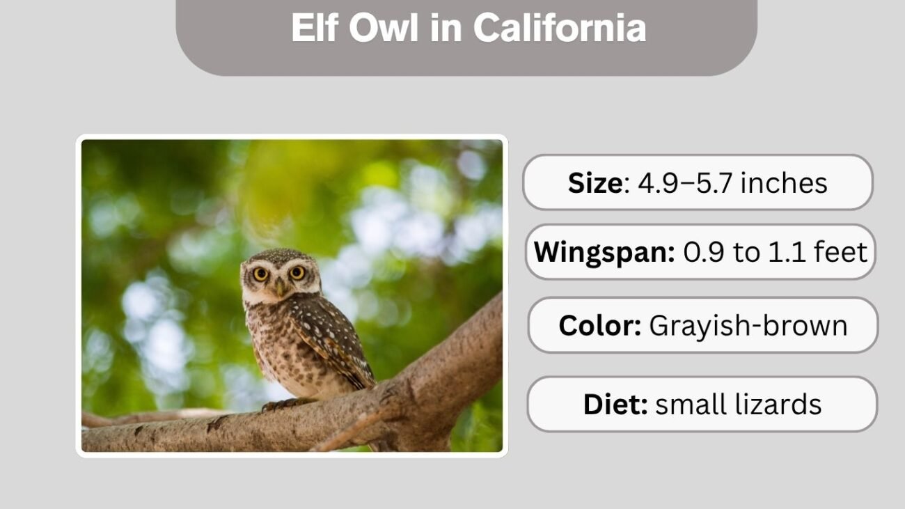 Elf Owl in California