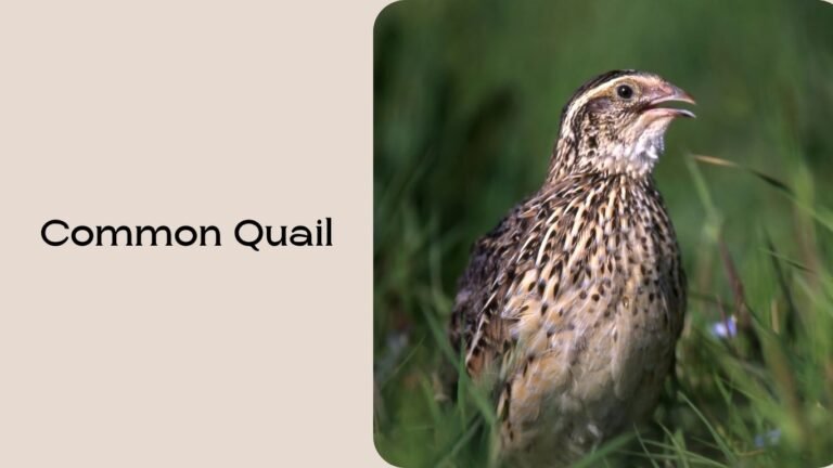Quails Many 20 Types of Quail: Identification with Name & Pictures
