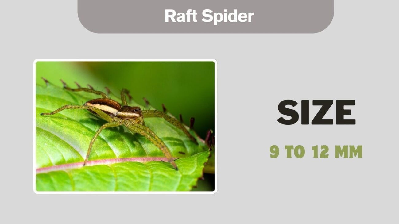 Raft Spider
