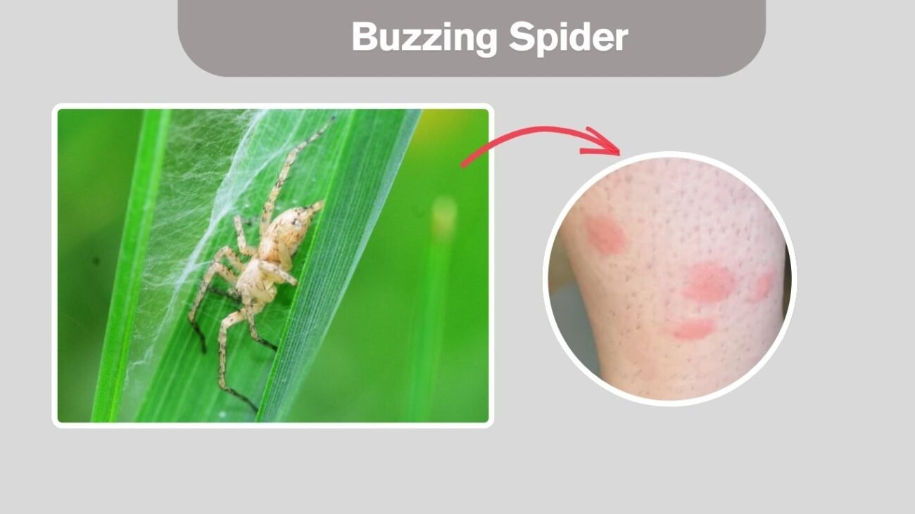 Buzzing Spider
