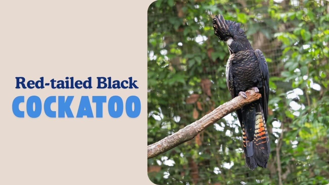 Red-tailed Black Cockatoo