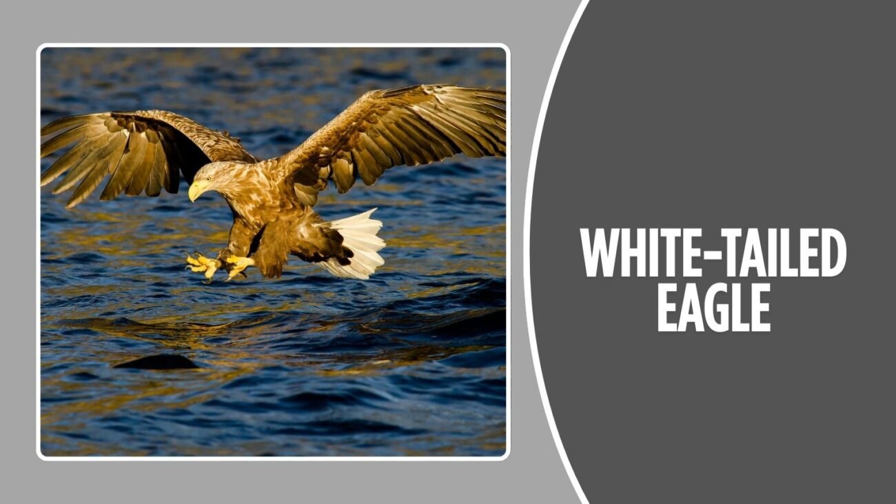 White-tailed Eagle