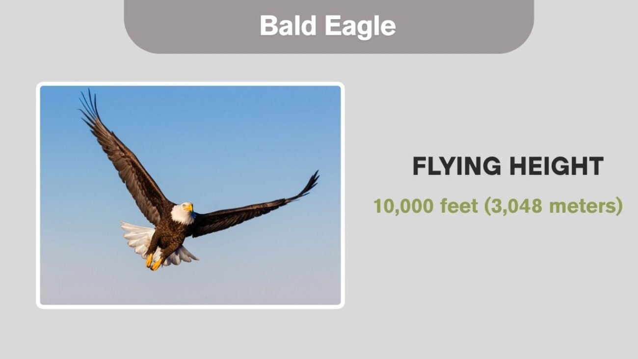 Bald Eagle