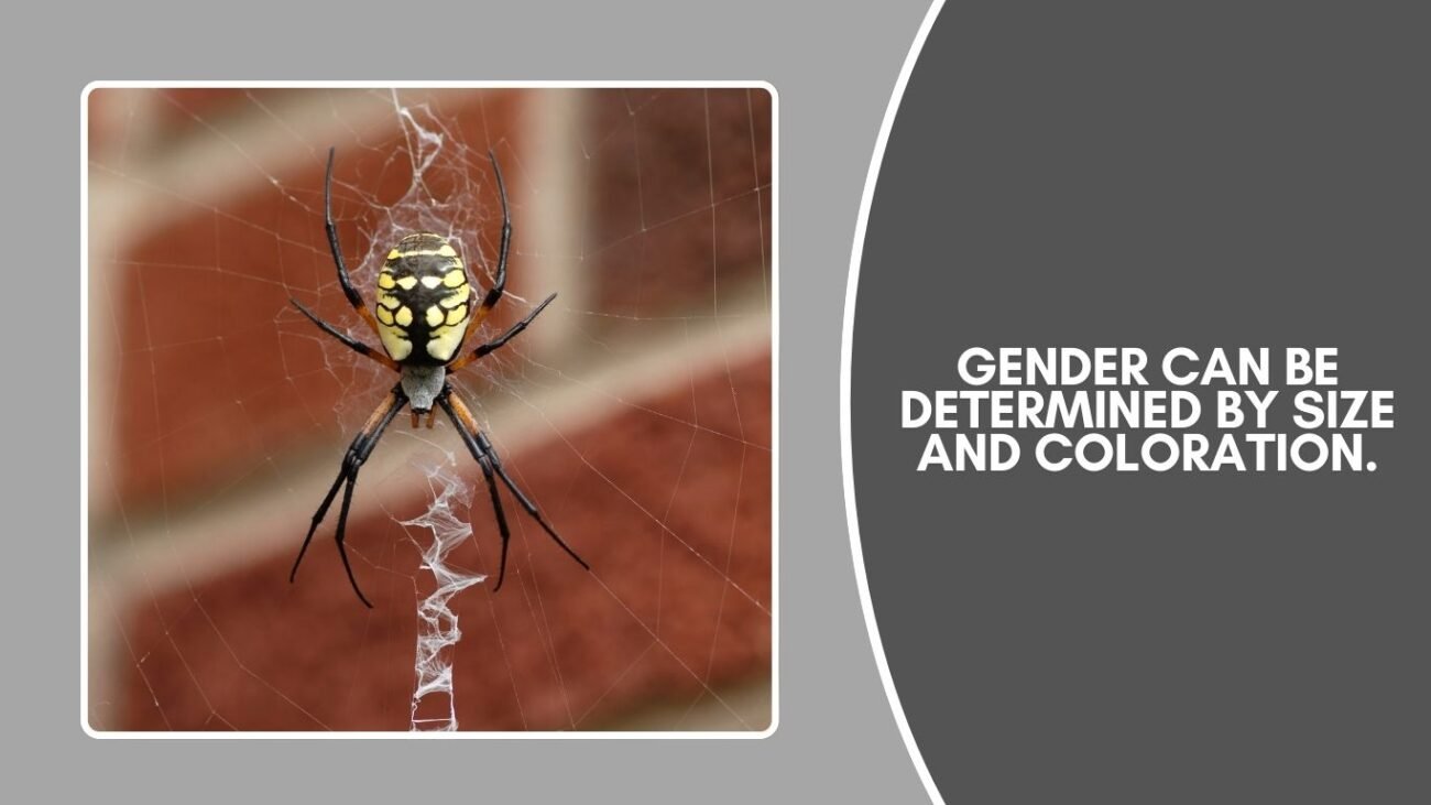 How to tell the gender of a Yellow Garden Spider?