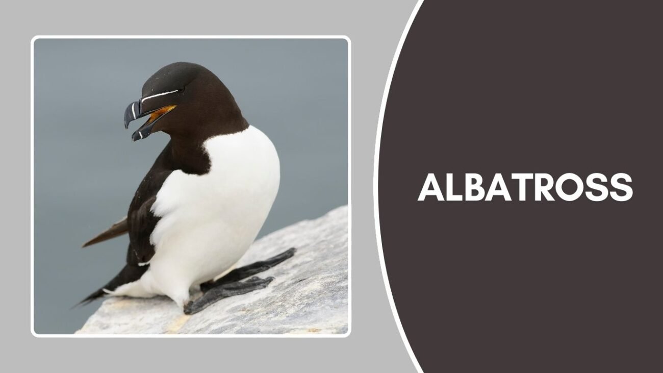 Auk