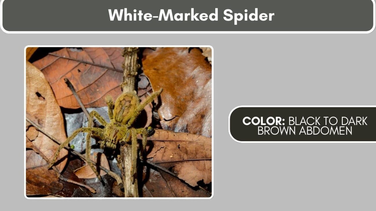 White-Marked Spider Black Spiders with White Spots, Stripes, or Markings