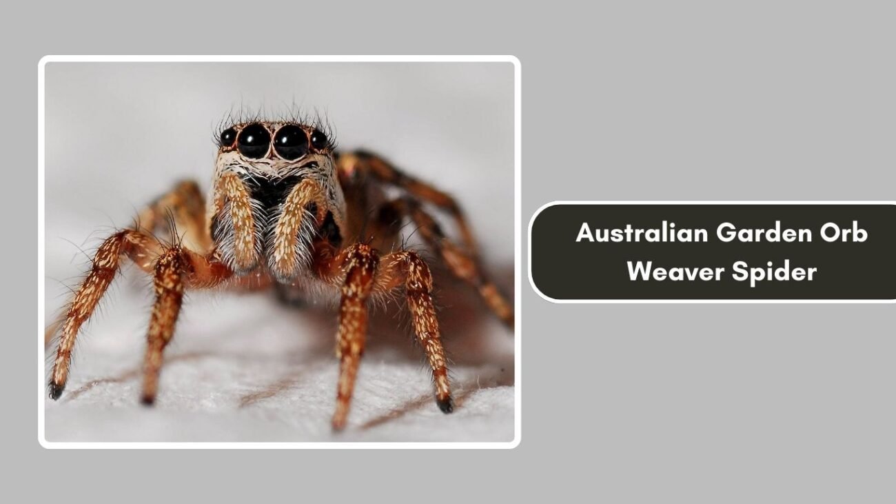 Australian Garden Orb Weaver Spider