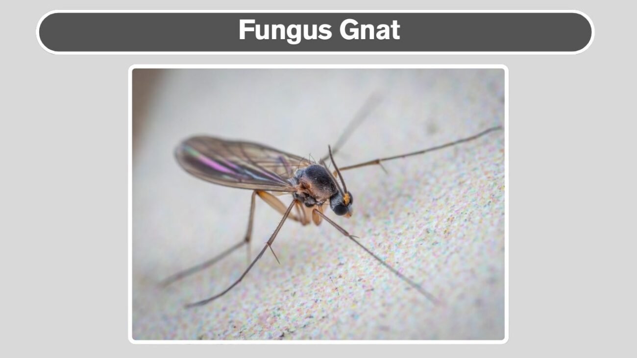 Fungus Gnat