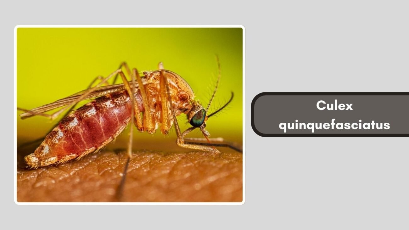 Culex quinquefasciatus