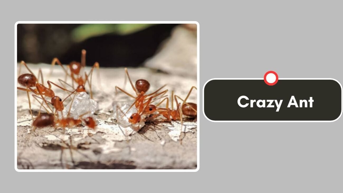 Crazy Ant