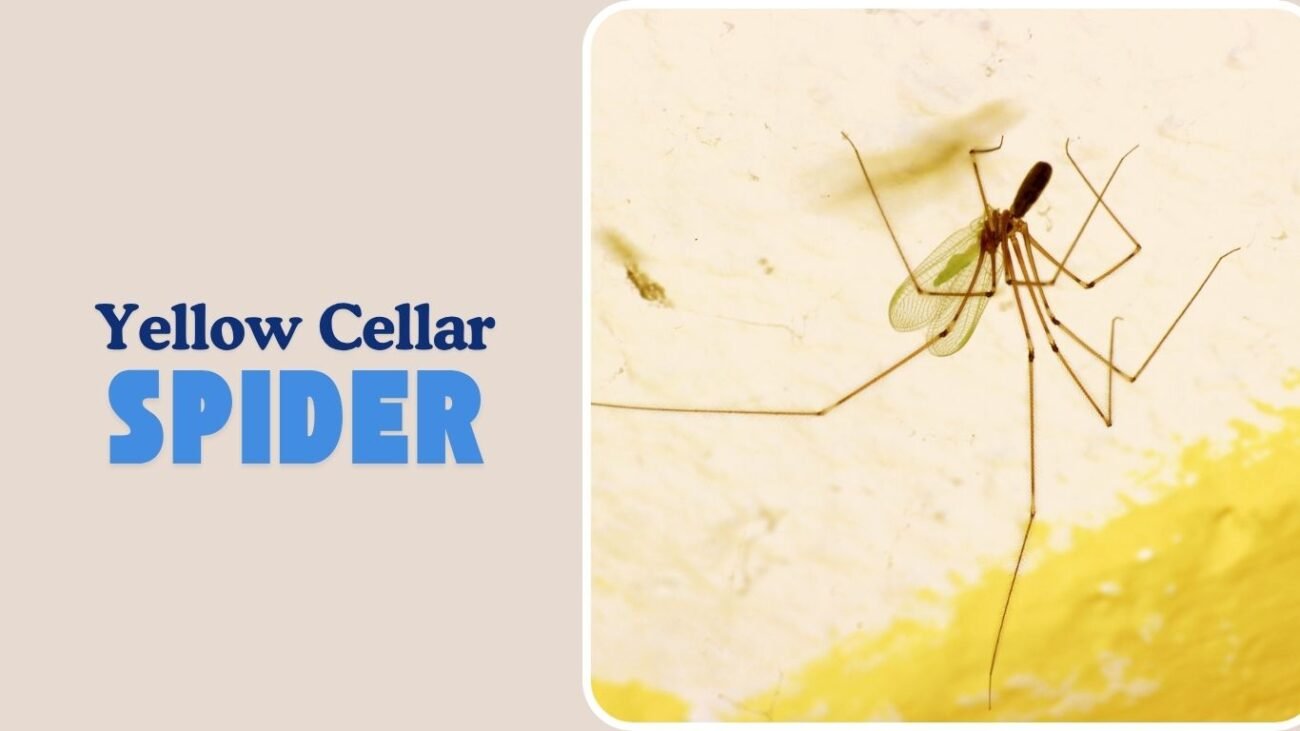 Yellow Cellar Spider