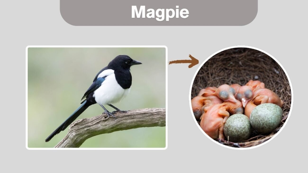 Magpie