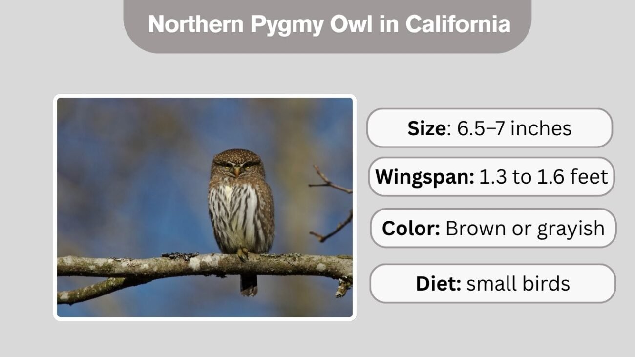 Northern Pygmy Owl in California