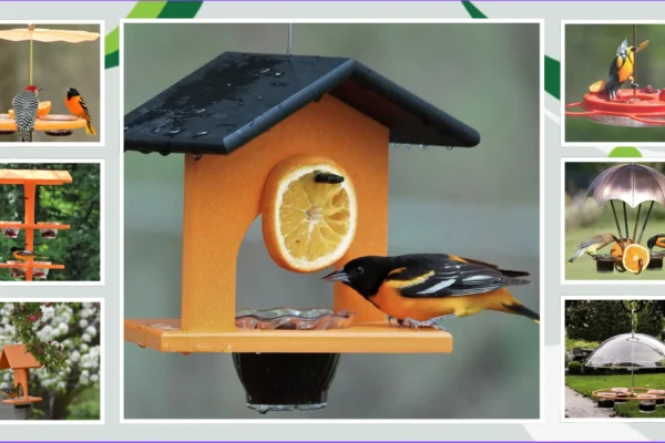 12 Best Birds Feeder for Oriole Bird Top Picks to Bring Orioles to Your Yard!