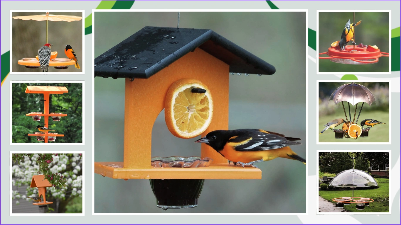 12 Best Birds Feeder for Oriole Bird Top Picks to Bring Orioles to Your Yard!