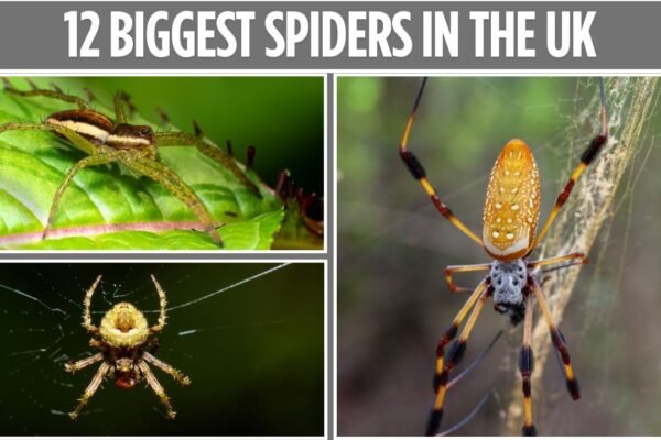 12 Biggest Spiders in the UK