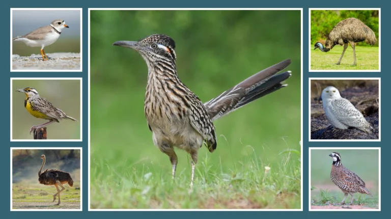 12 Birds That Nest and Lay Eggs on the Ground