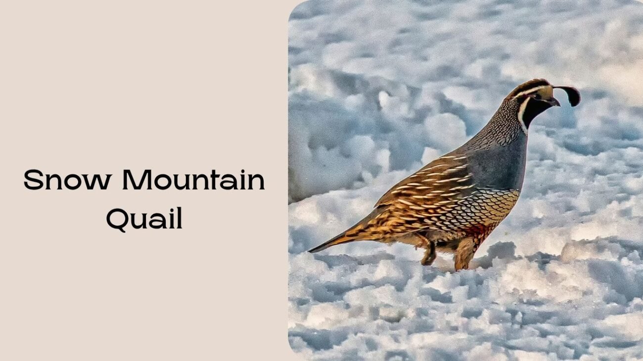 Snow Mountain Quail