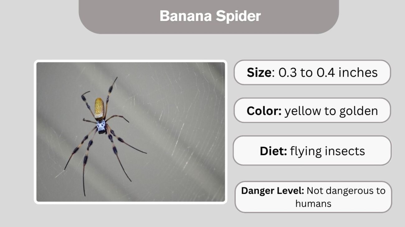 Banana Spider