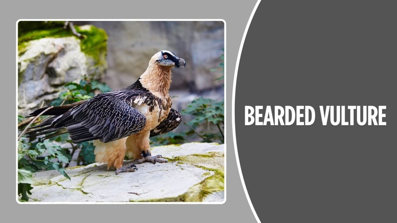 Bearded Vulture