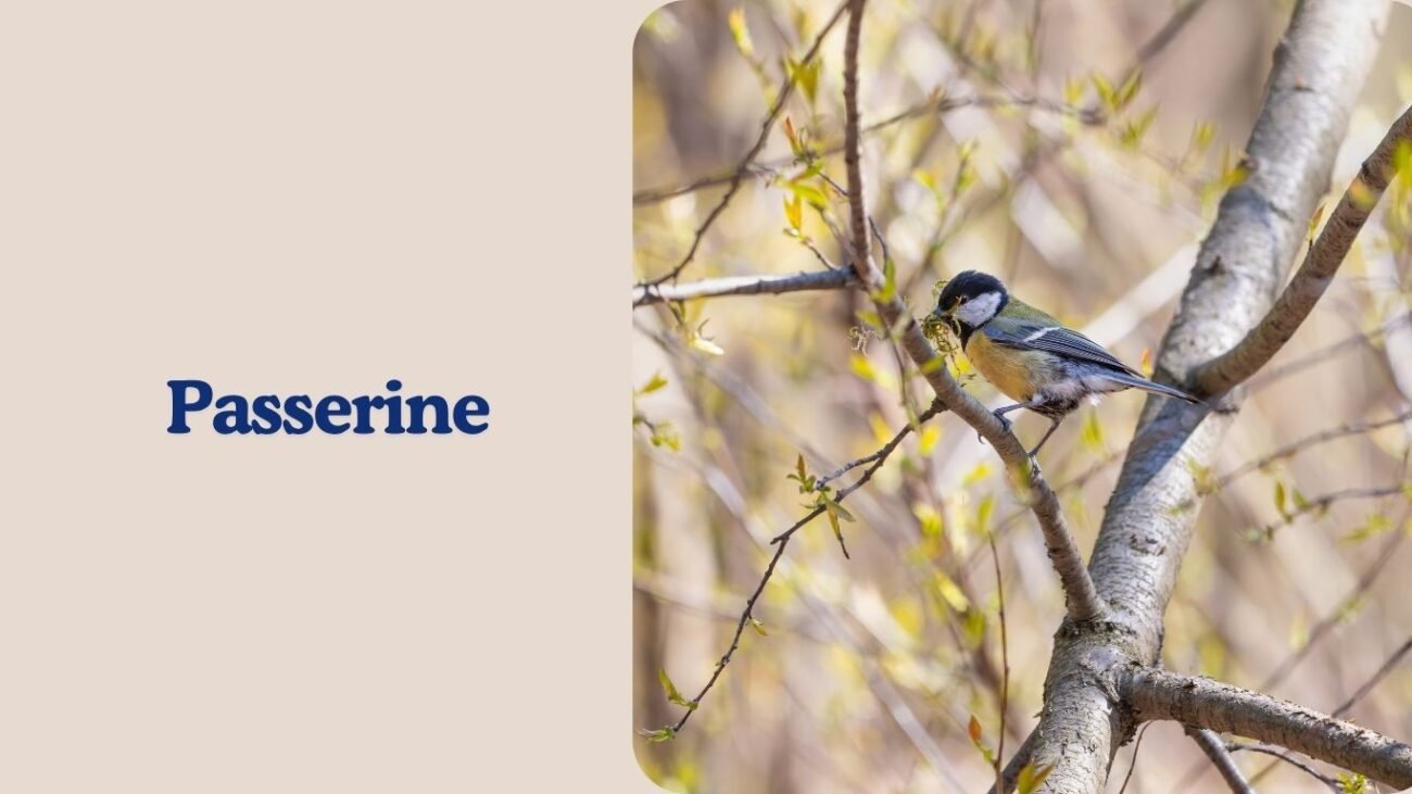 Passerine
