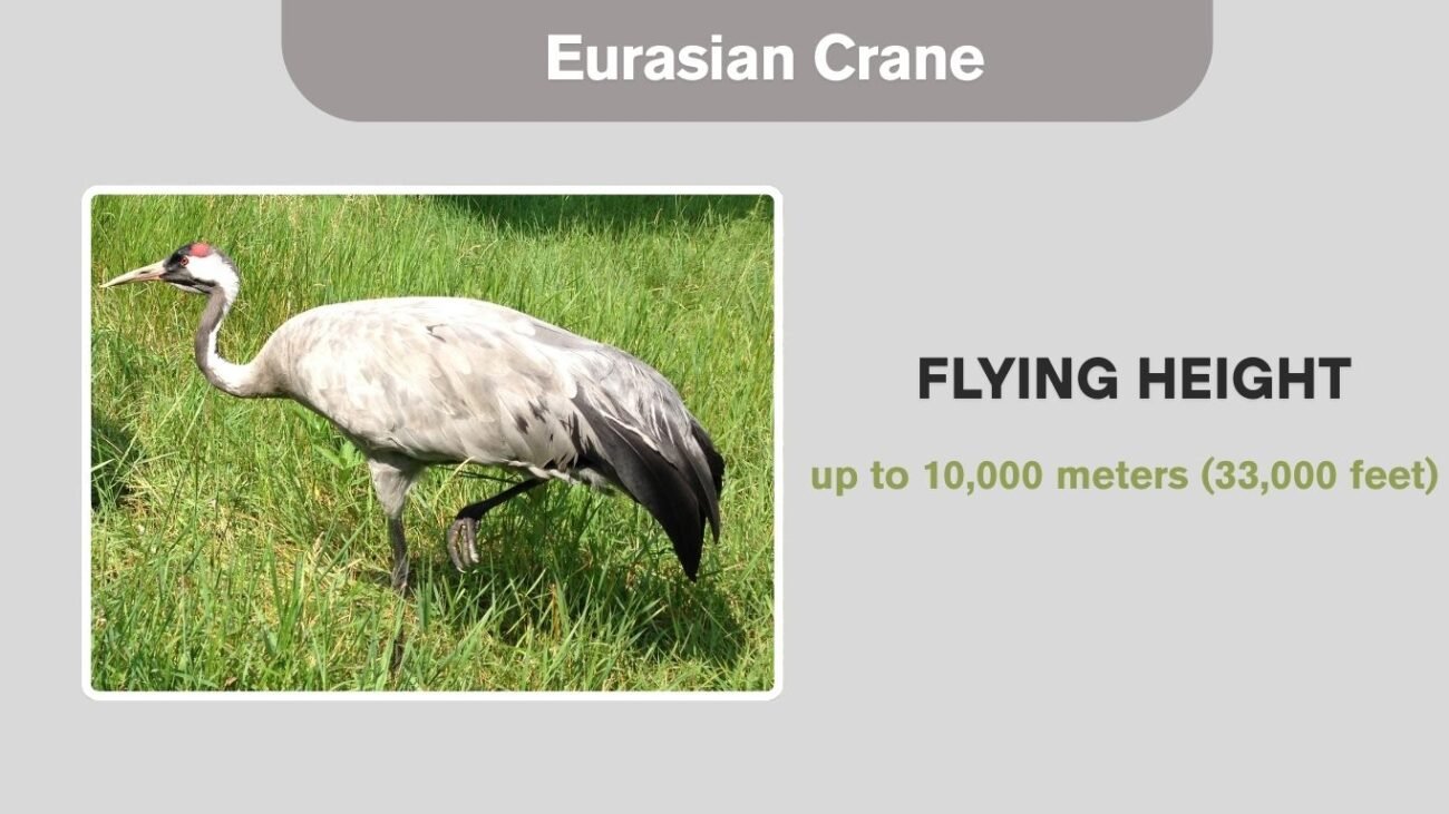 Eurasian Crane