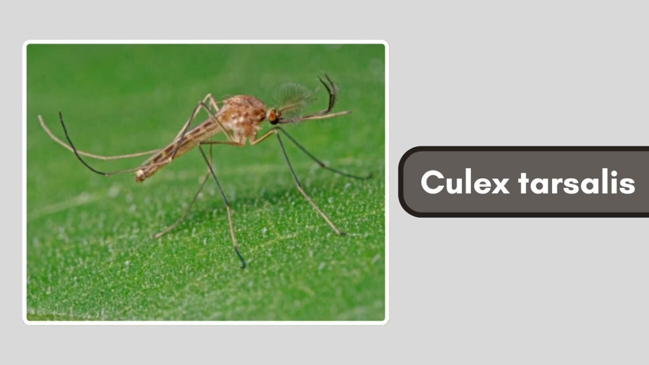 Culex tarsalis