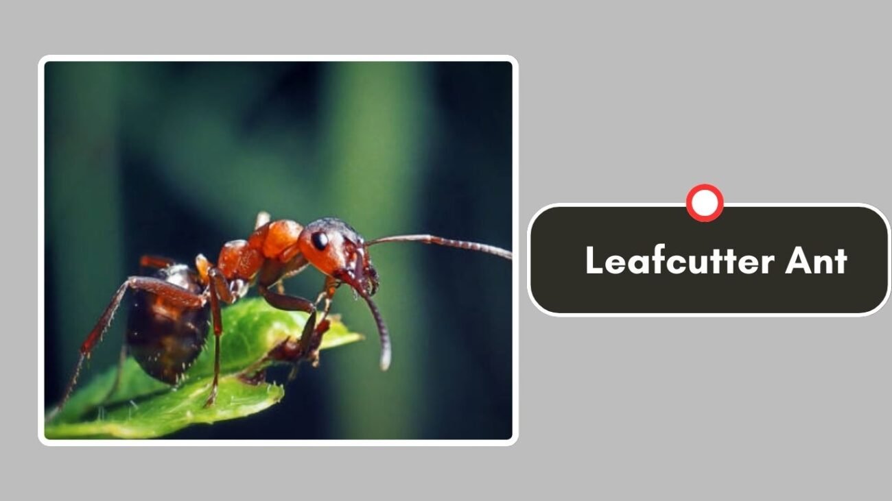 Leafcutter Ant