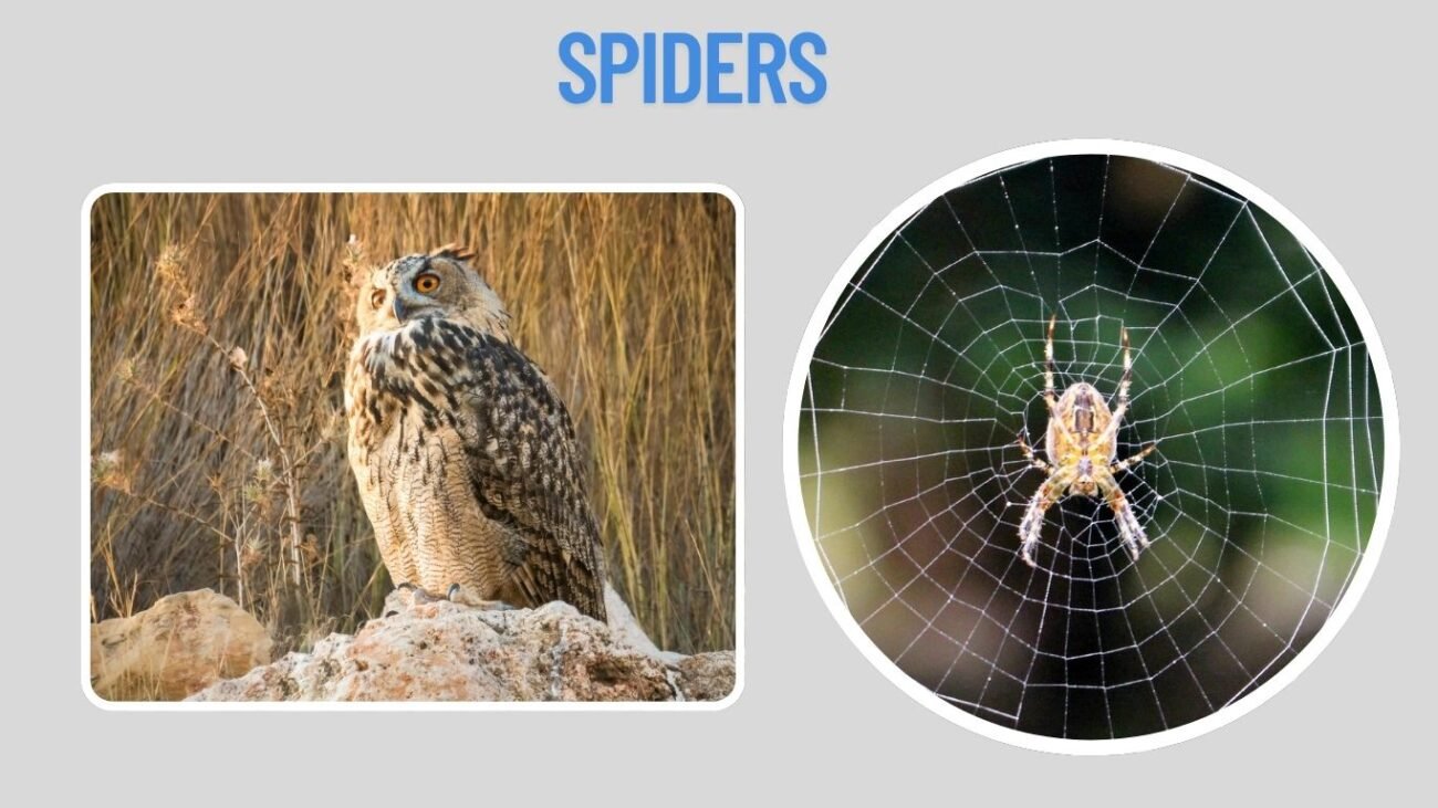 Spiders