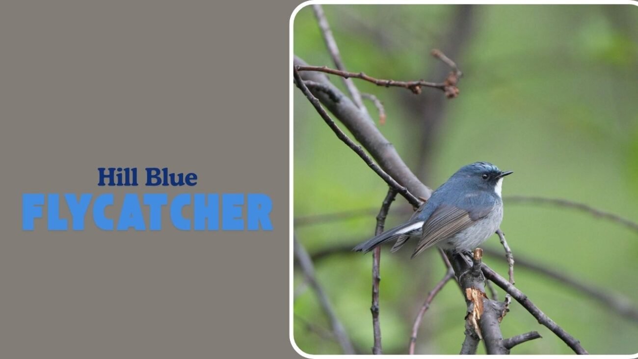 Hill Blue Flycatcher